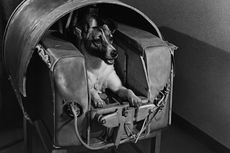 Lajka – történet, adat, emlékezet